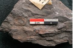 Foto (Detailansicht) von Cardiocarpon gutbieri Geinitz (NHMW-GEO-2024-0188-11277)